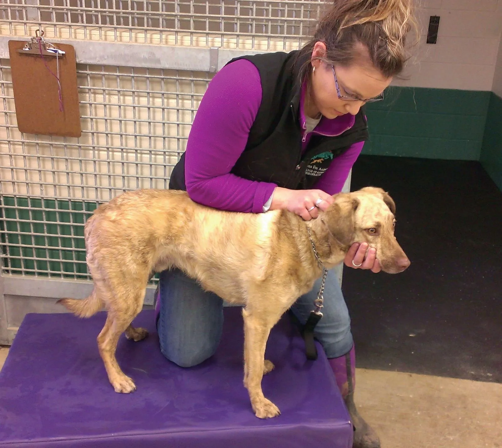 A team member giving a chiropractic adjustment to a tan dog standing on a padded table