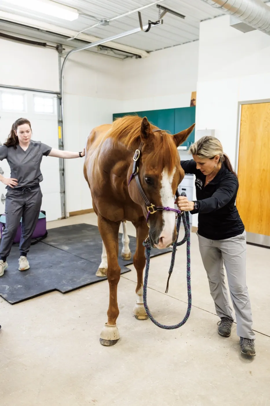 A Cleary Lake veterinarian assessing a horse's posture