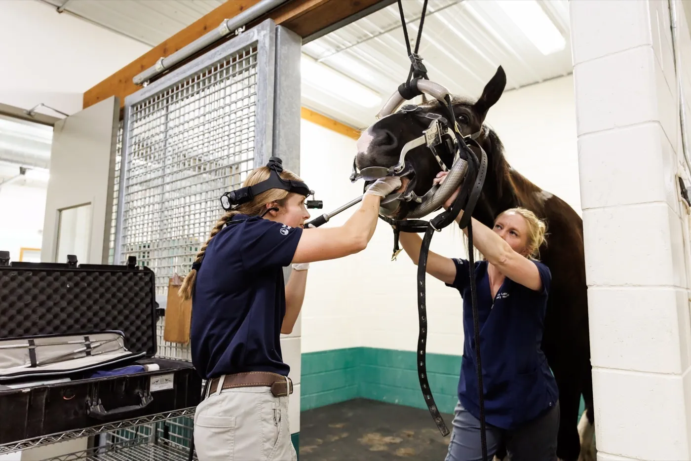 Equine team performing a dental float