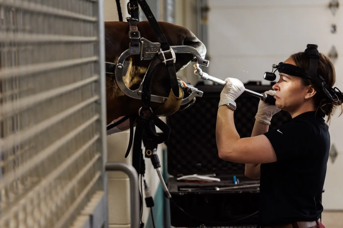 A Cleary Lake veterinarian using a headlamp to examine a horse's mouth