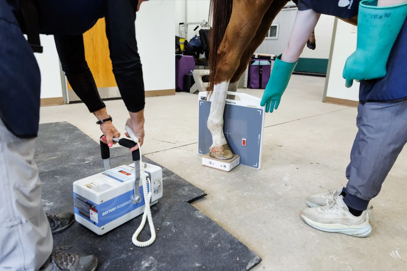 Portable digital X-ray equipment set up beside a horse