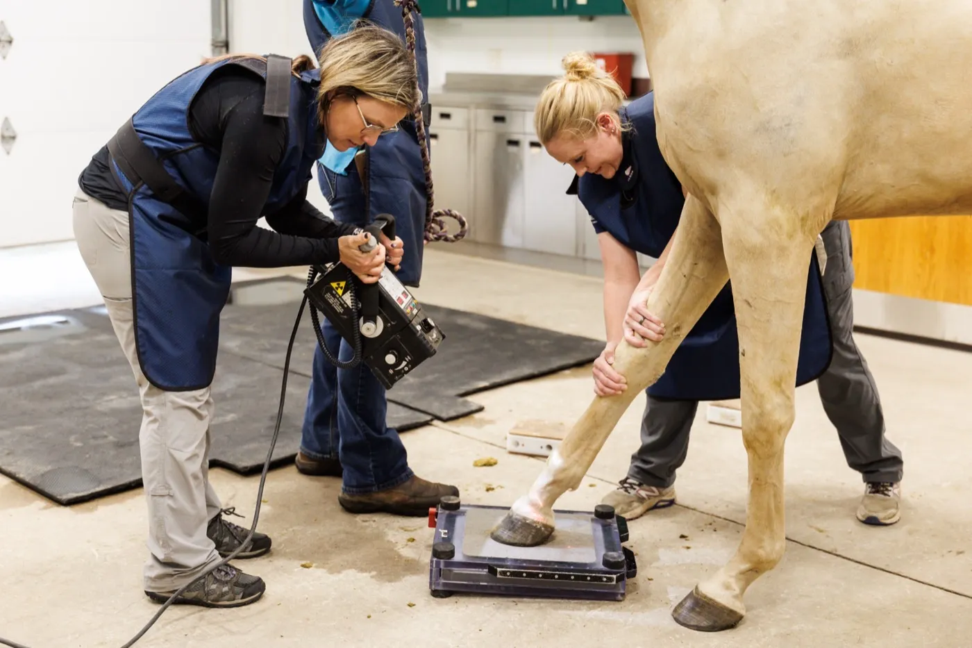 Technician positioning an X-ray plate under a horse's hoof