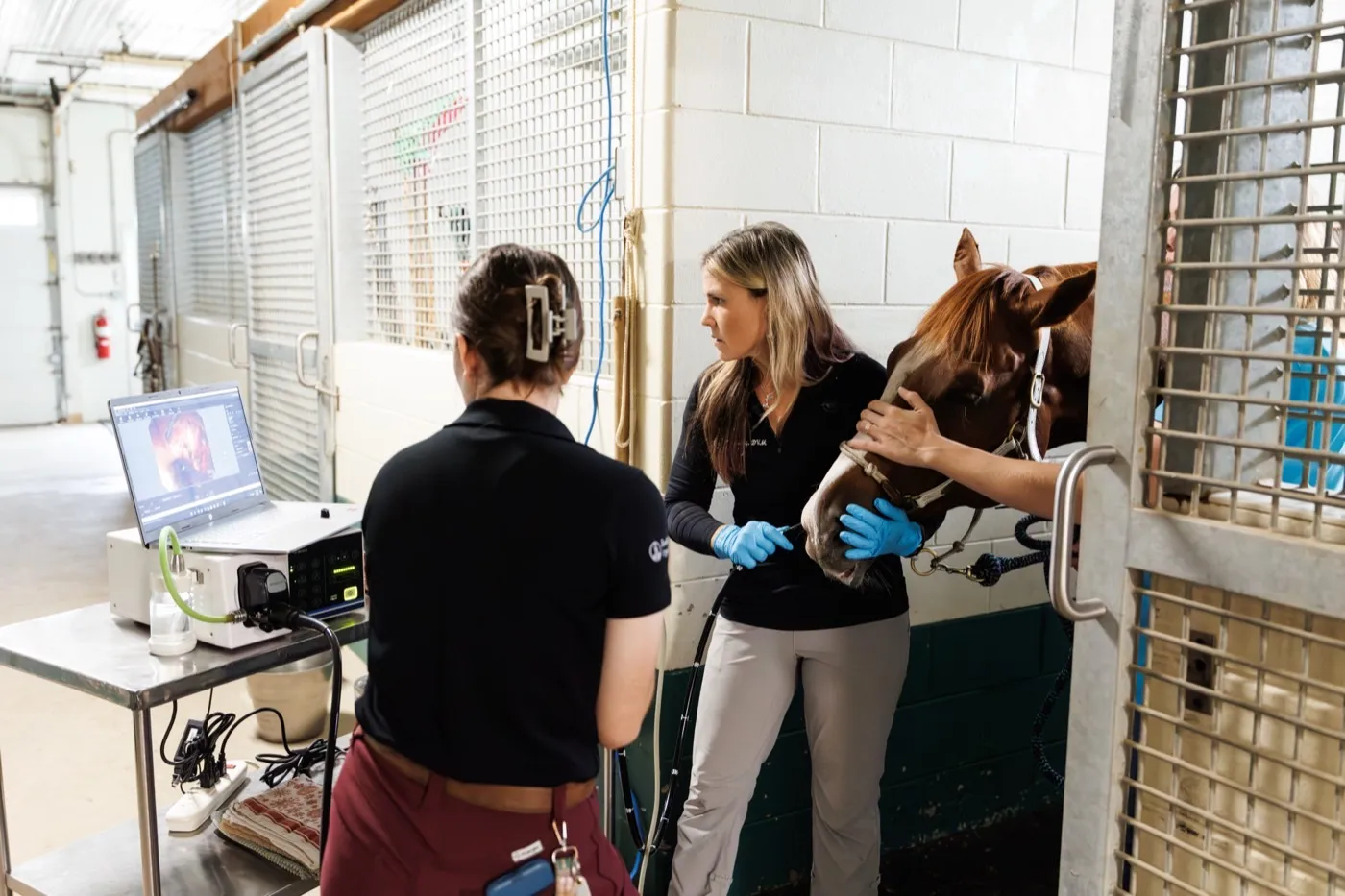 Equine team watching an endoscopy on the monitor