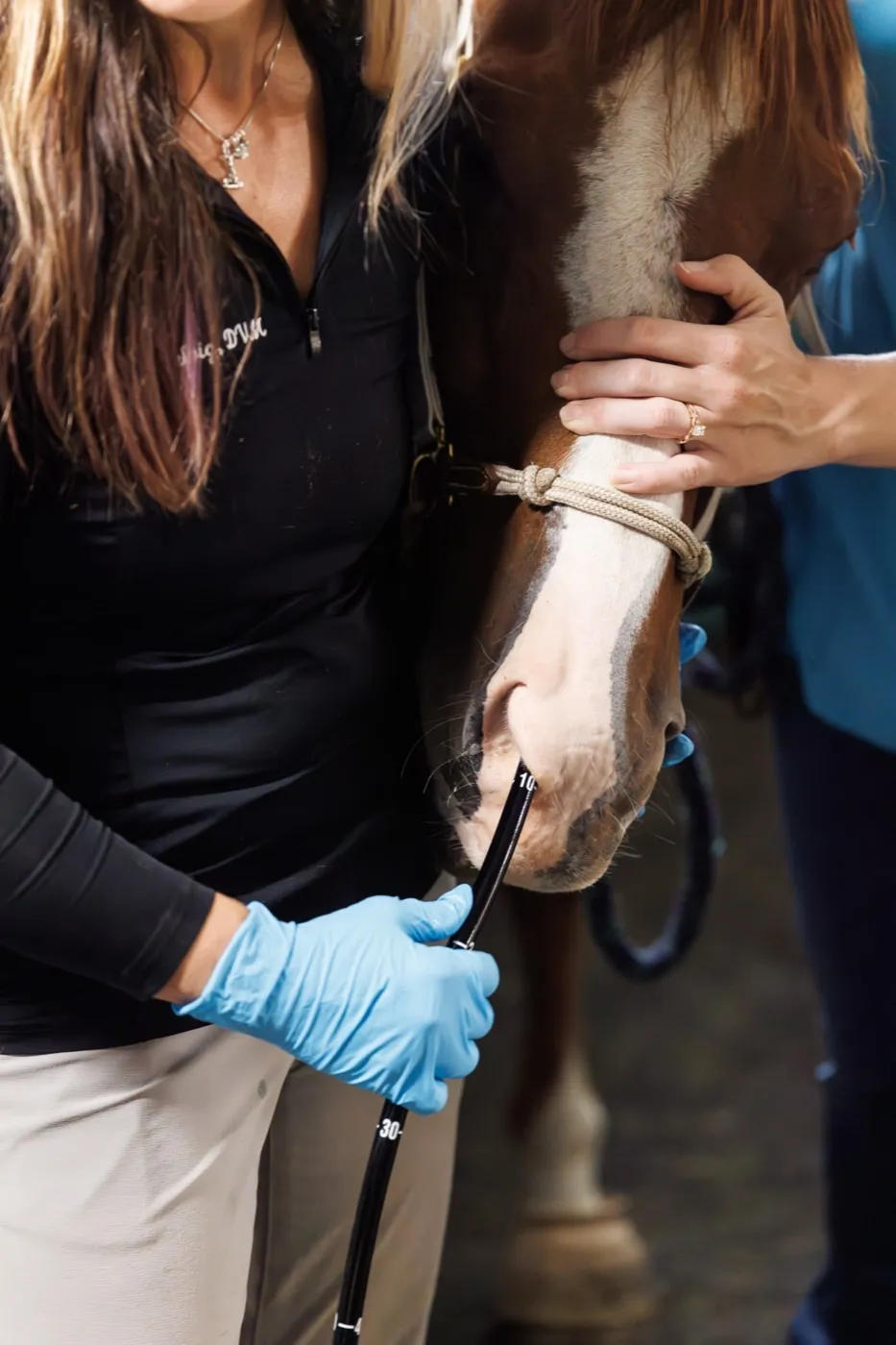 A Cleary Lake veterinarian guiding an endoscope