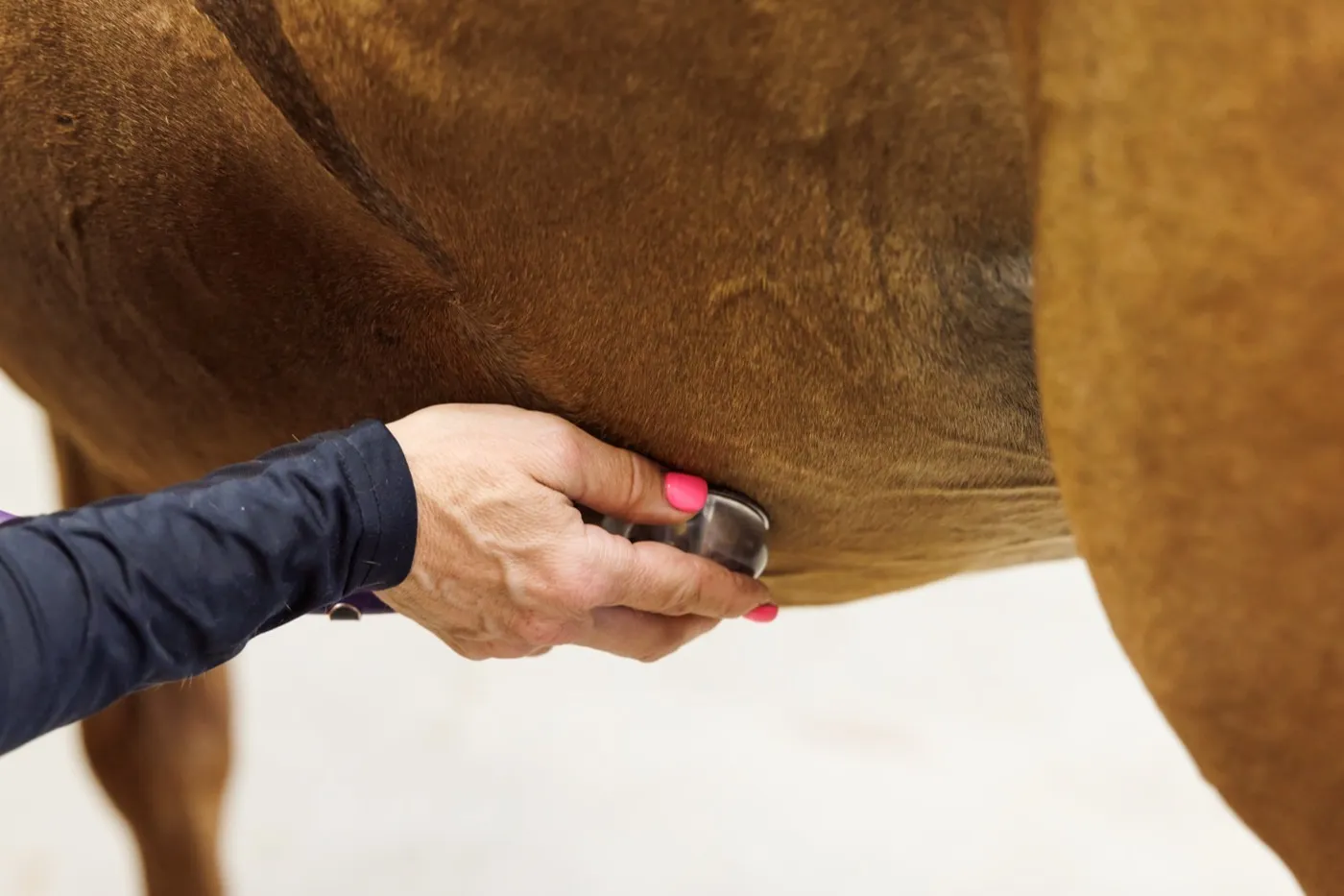 A Cleary Lake veterinarian examining a horse's body condition