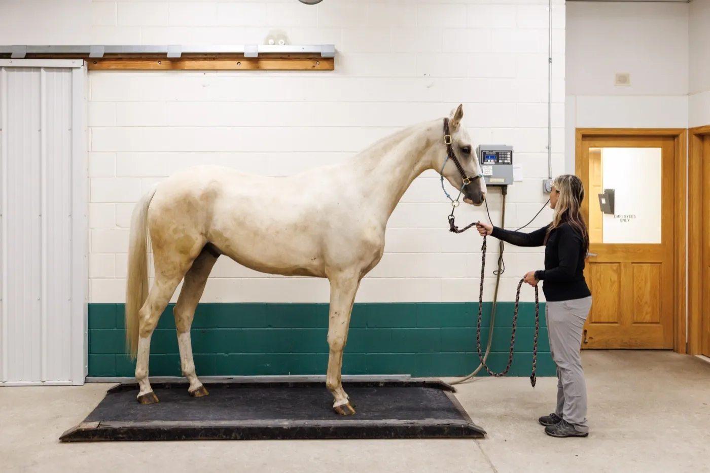 A horse standing for an exam in the equine hospital