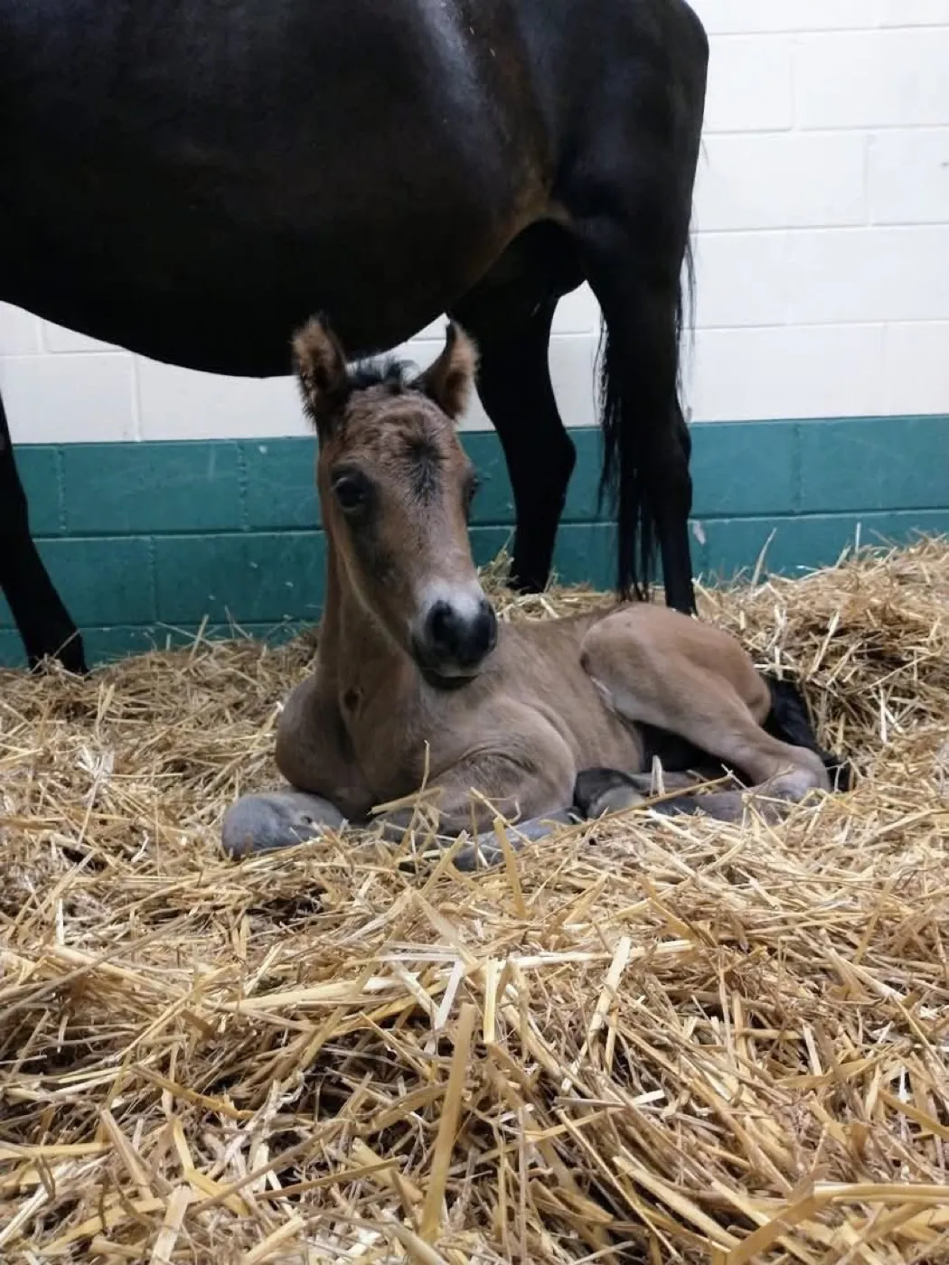 A newborn foal resting in the straw