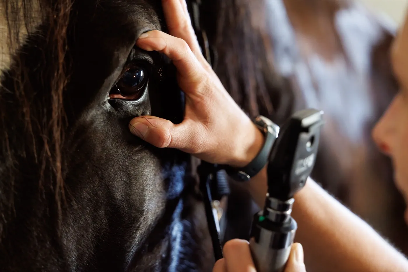 A Cleary Lake veterinarian using an ophthalmoscope on a horse