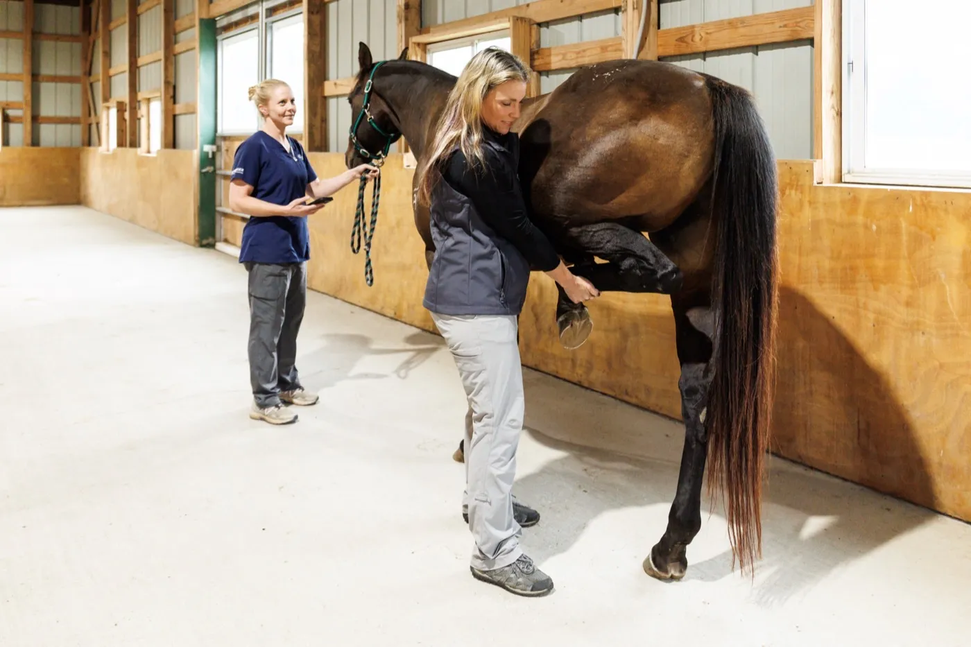 A Cleary Lake veterinarian doing a flexion test on a horse