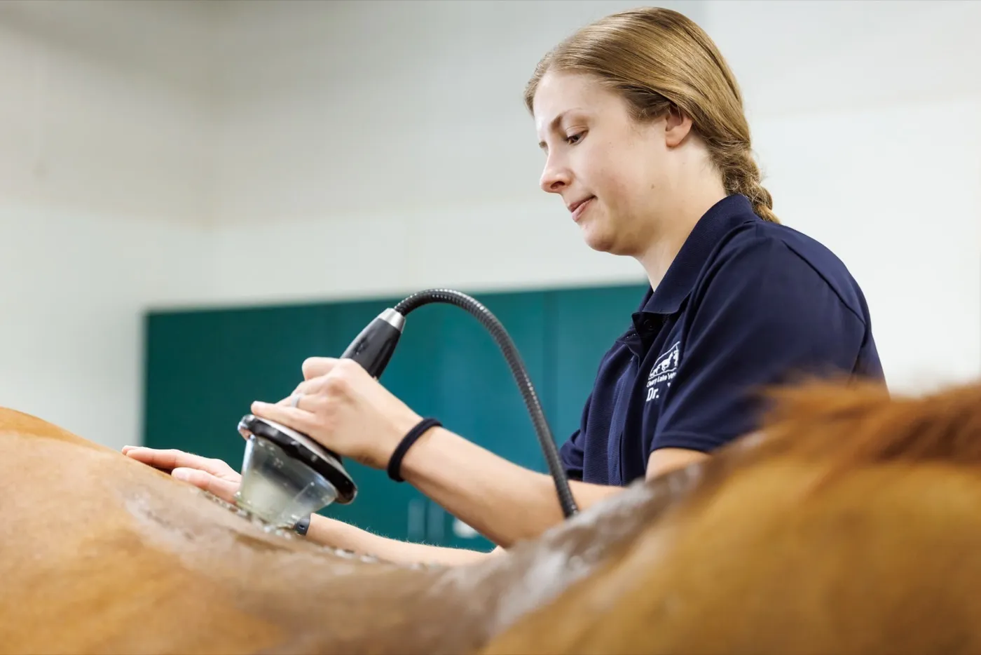 A Cleary Lake veterinarian applying shockwave therapy to a horse