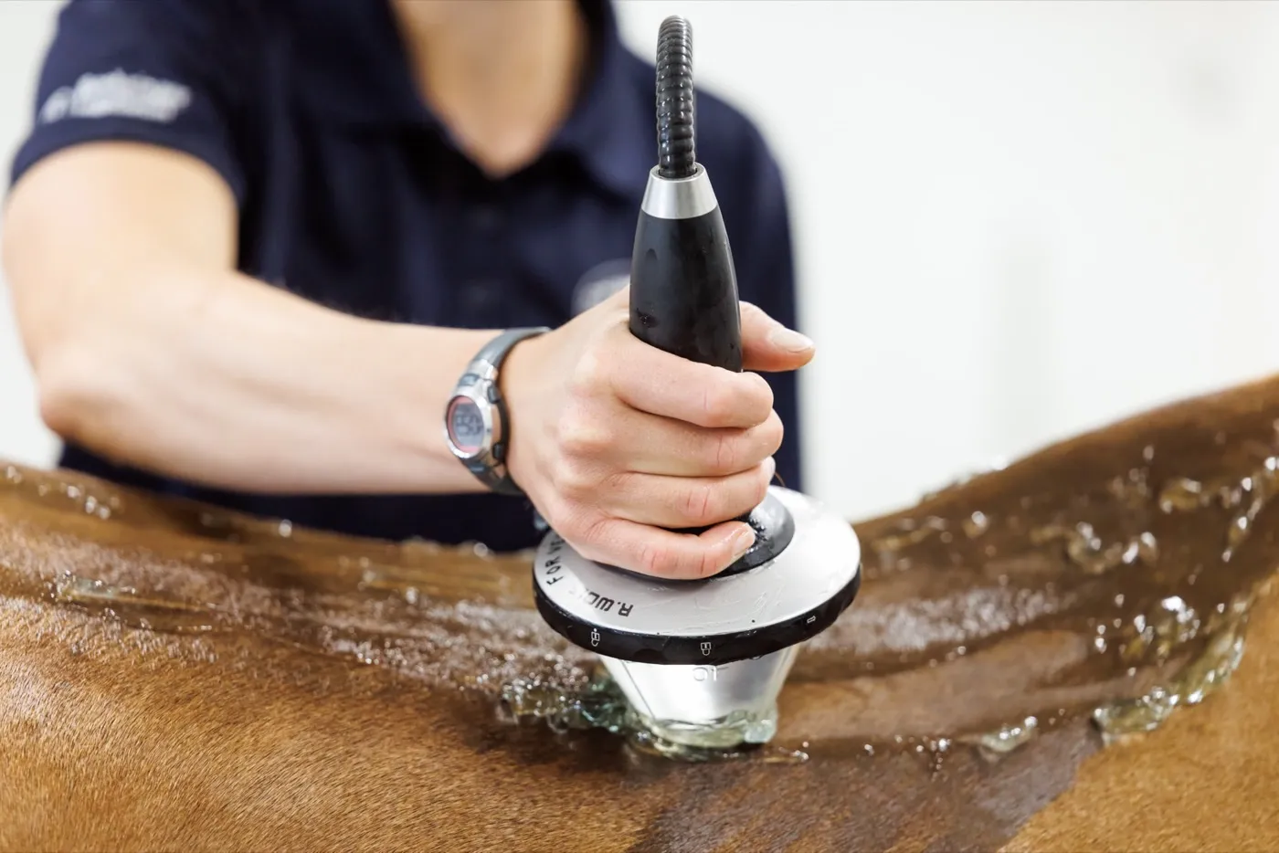 Close-up of a shockwave applicator on a horse's leg