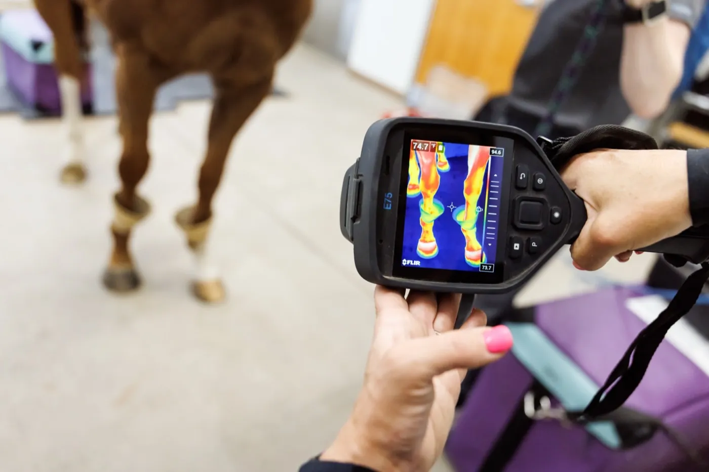 A Cleary Lake veterinarian using a thermal camera on a horse's leg