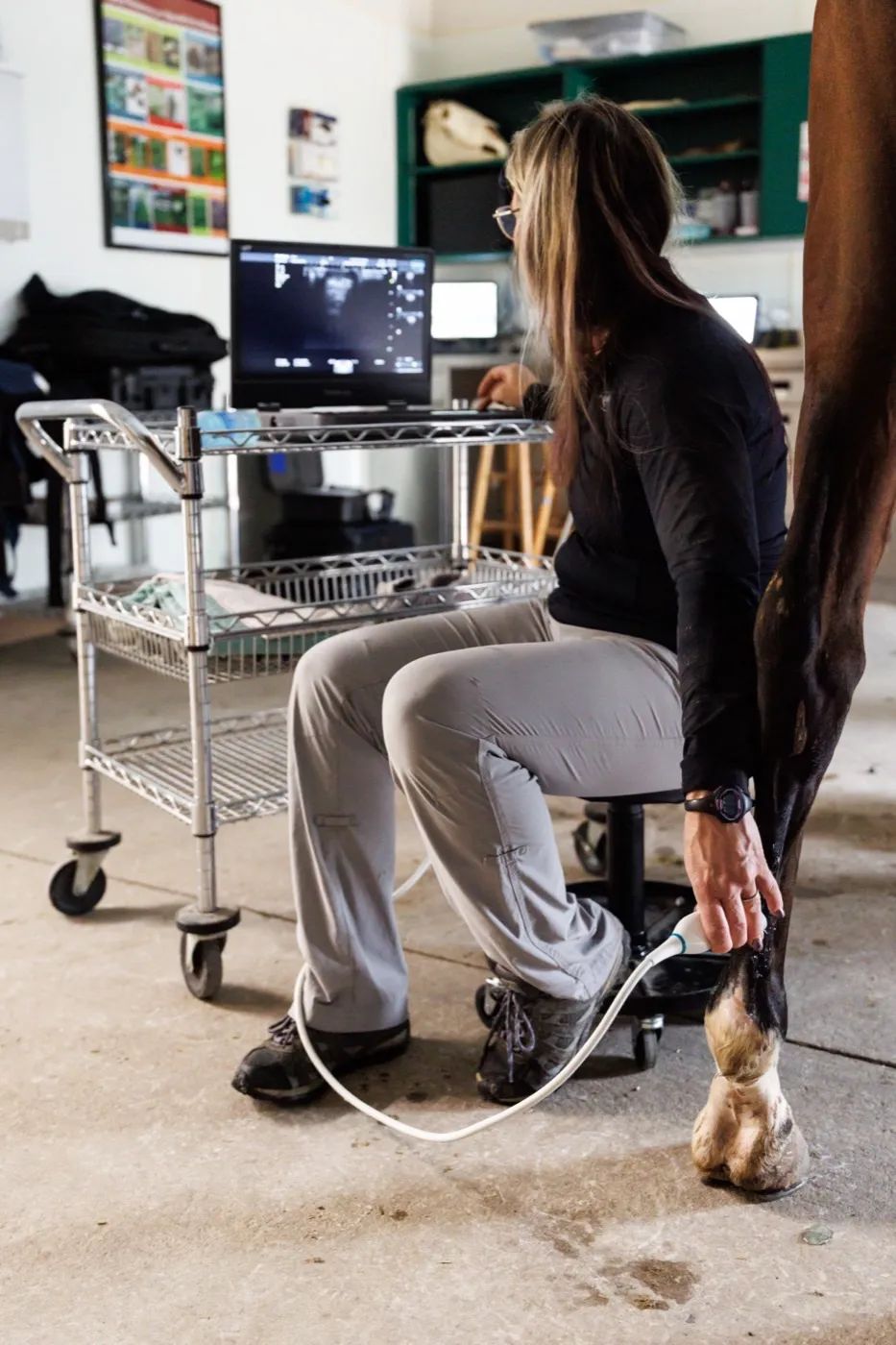 Ultrasound probe on a horse's tendon