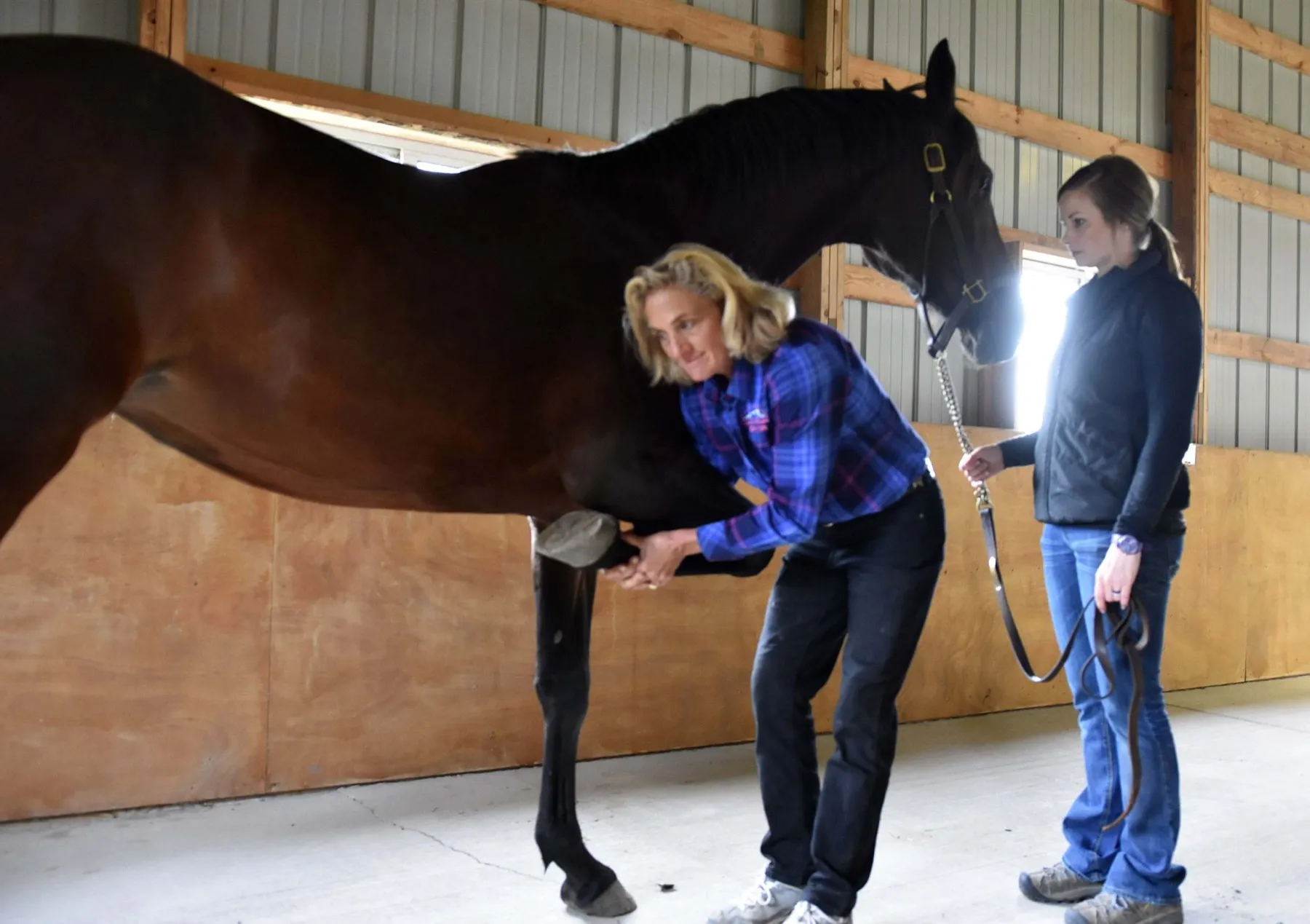 A veterinarian examining a bay horse's front leg in the barn while a team member holds the lead