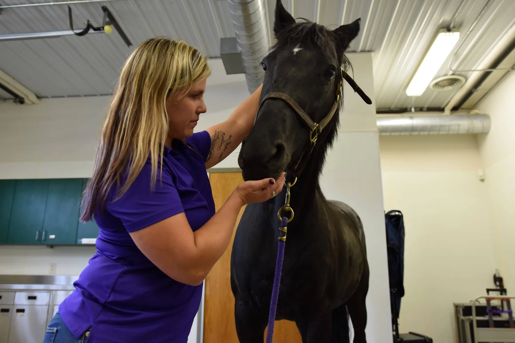 A team member examining a black horse in the equine clinic