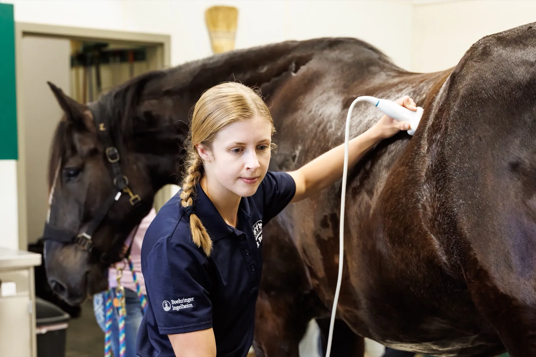 A team member performing an ultrasound on a dark bay horse