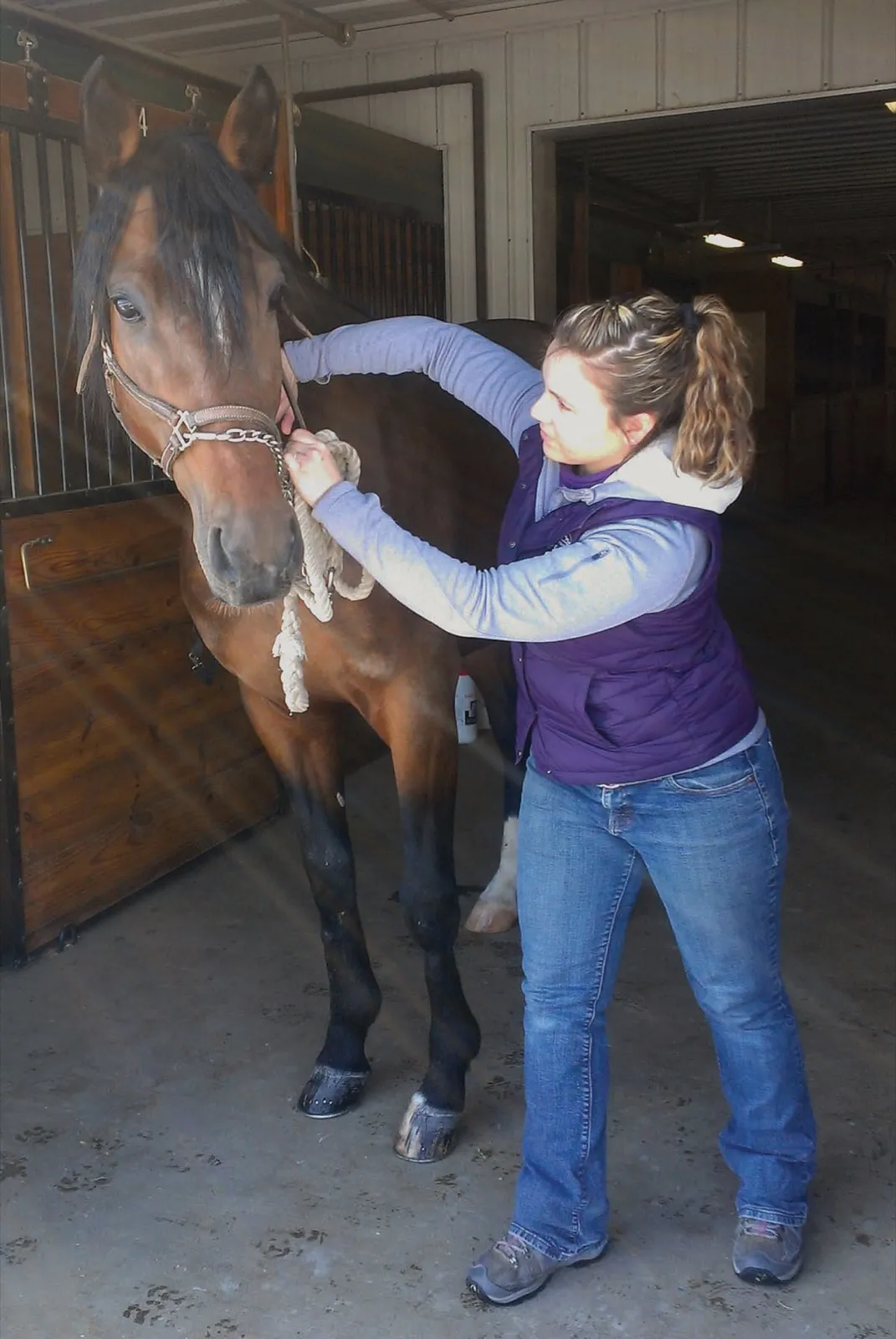 A team member adjusting the halter of a bay horse outside its stall