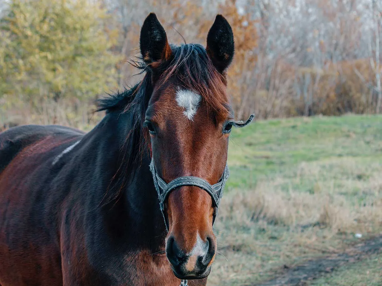Bay horse with a white star, wearing a halter, looking at the camera