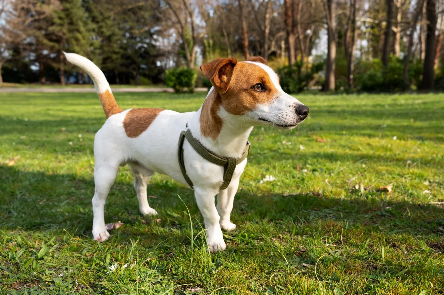 Jack Russell terrier in a harness standing on a sunny lawn