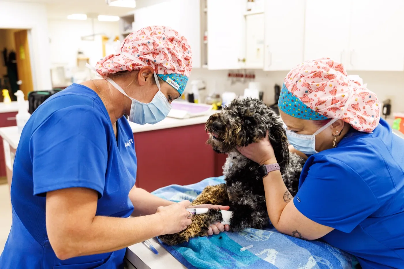 Two technicians caring for a curly-haired dog on a treatment table