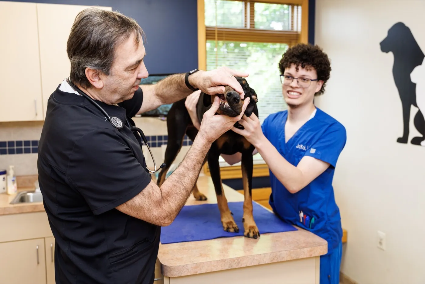 A veterinarian checking a dog's teeth while a technician steadies the dog on the exam table