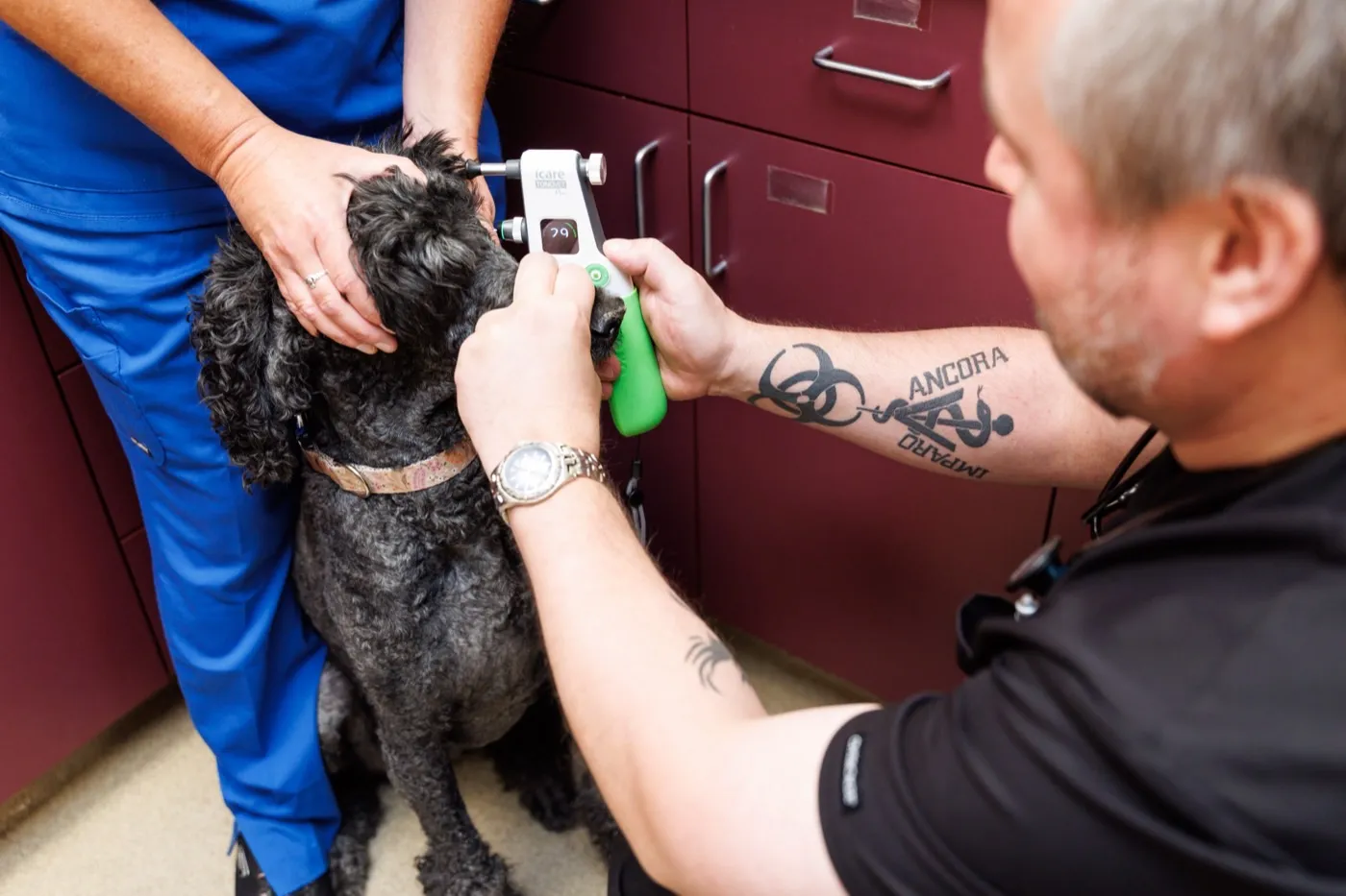 A Cleary Lake veterinarian checking a dog's eye pressure