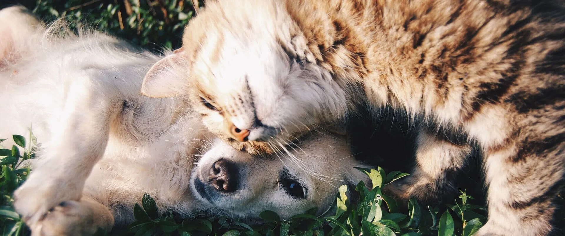 A cat and a dog cuddling in the grass