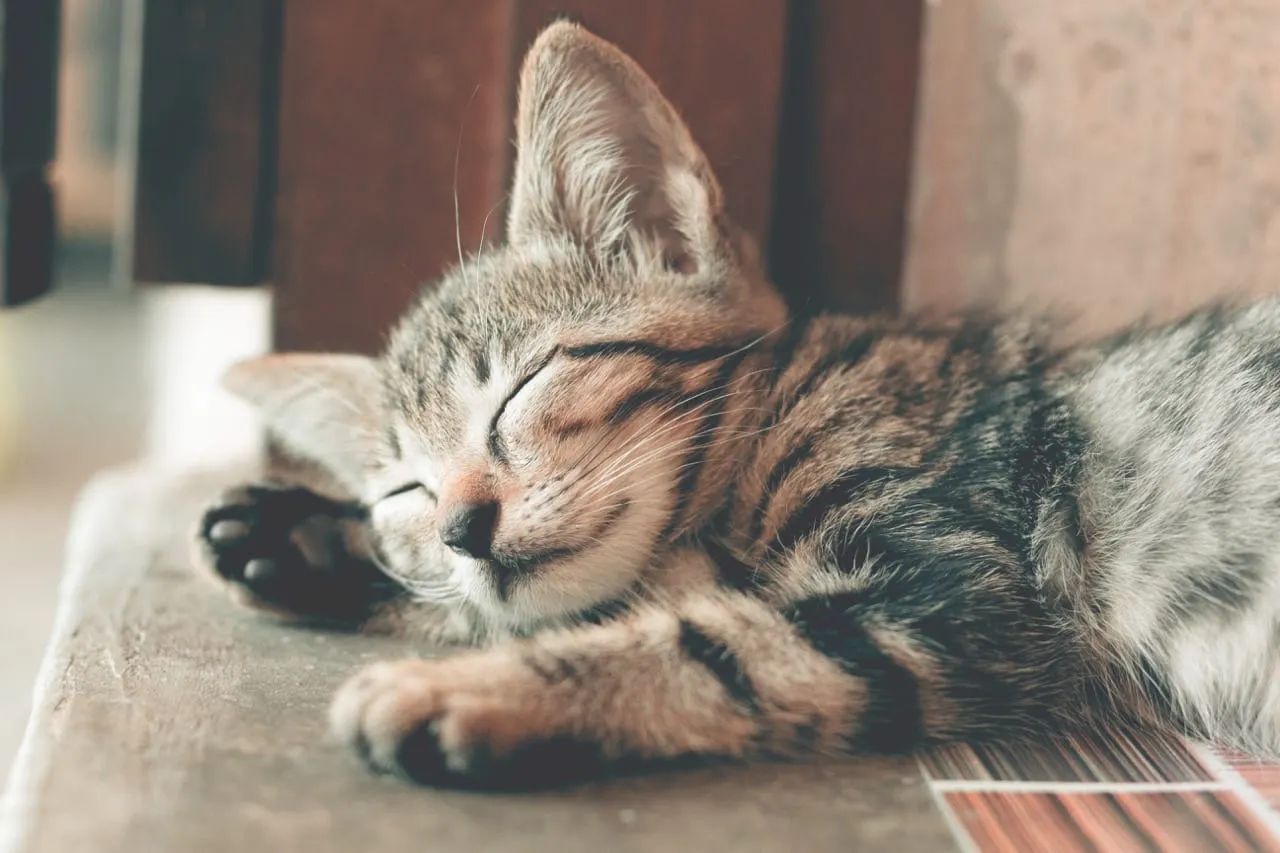 Tabby cat napping in the sun