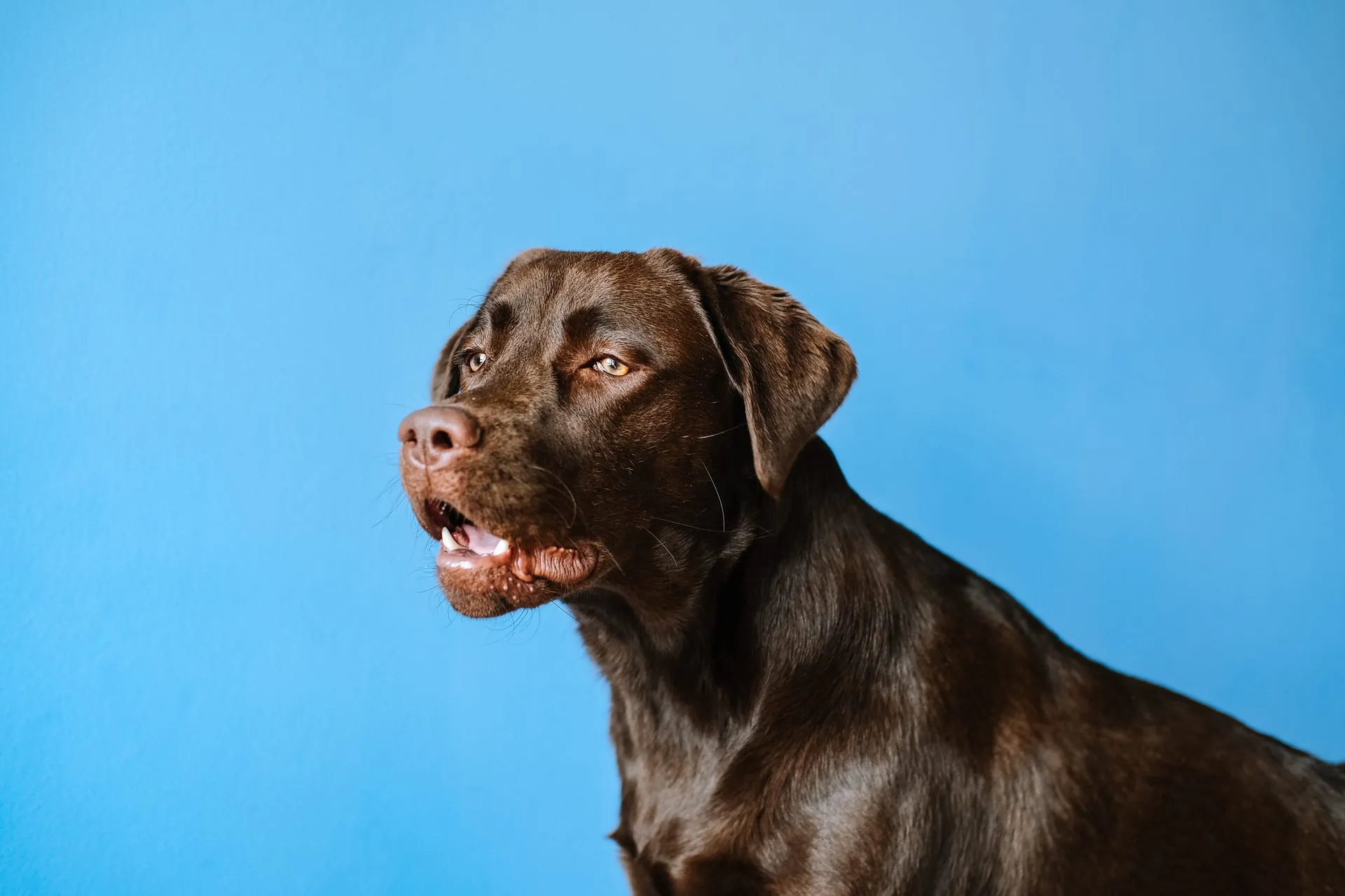 Chocolate Labrador sitting against a blue background