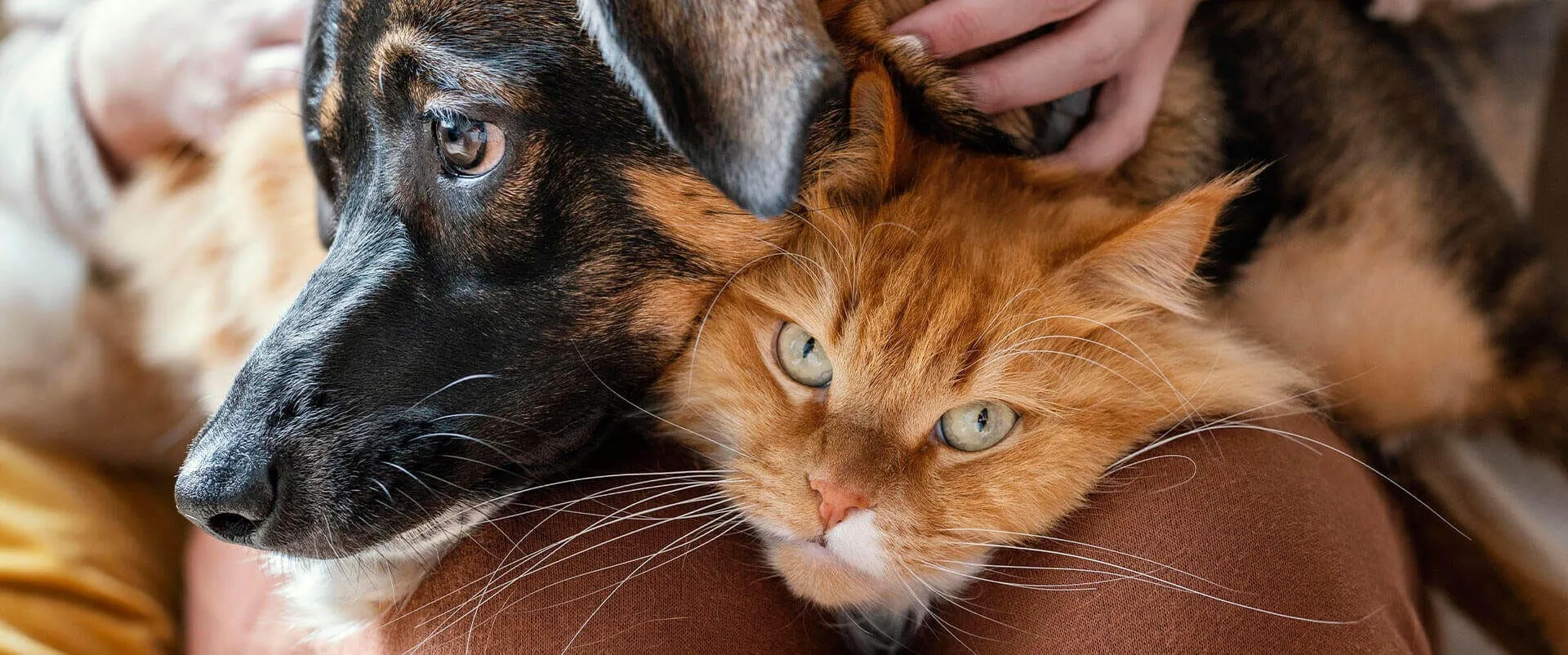 A dog and a cat resting together