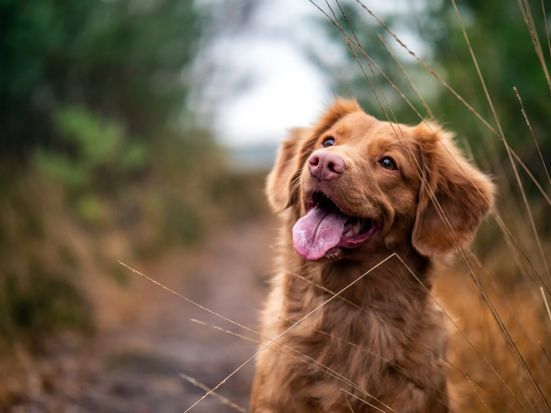 Golden retriever puppy on a forest trail