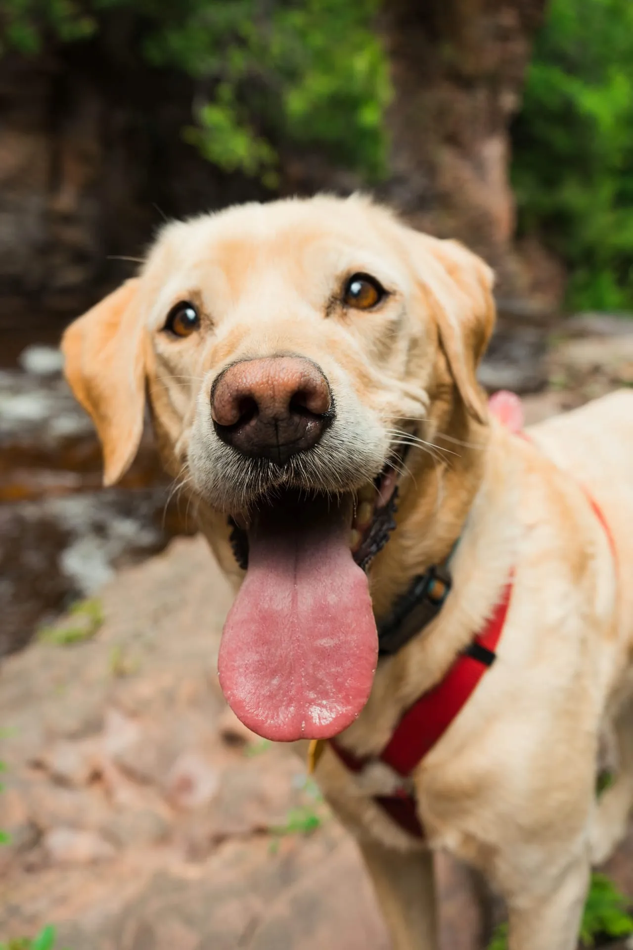 Happy yellow Labrador with its tongue out