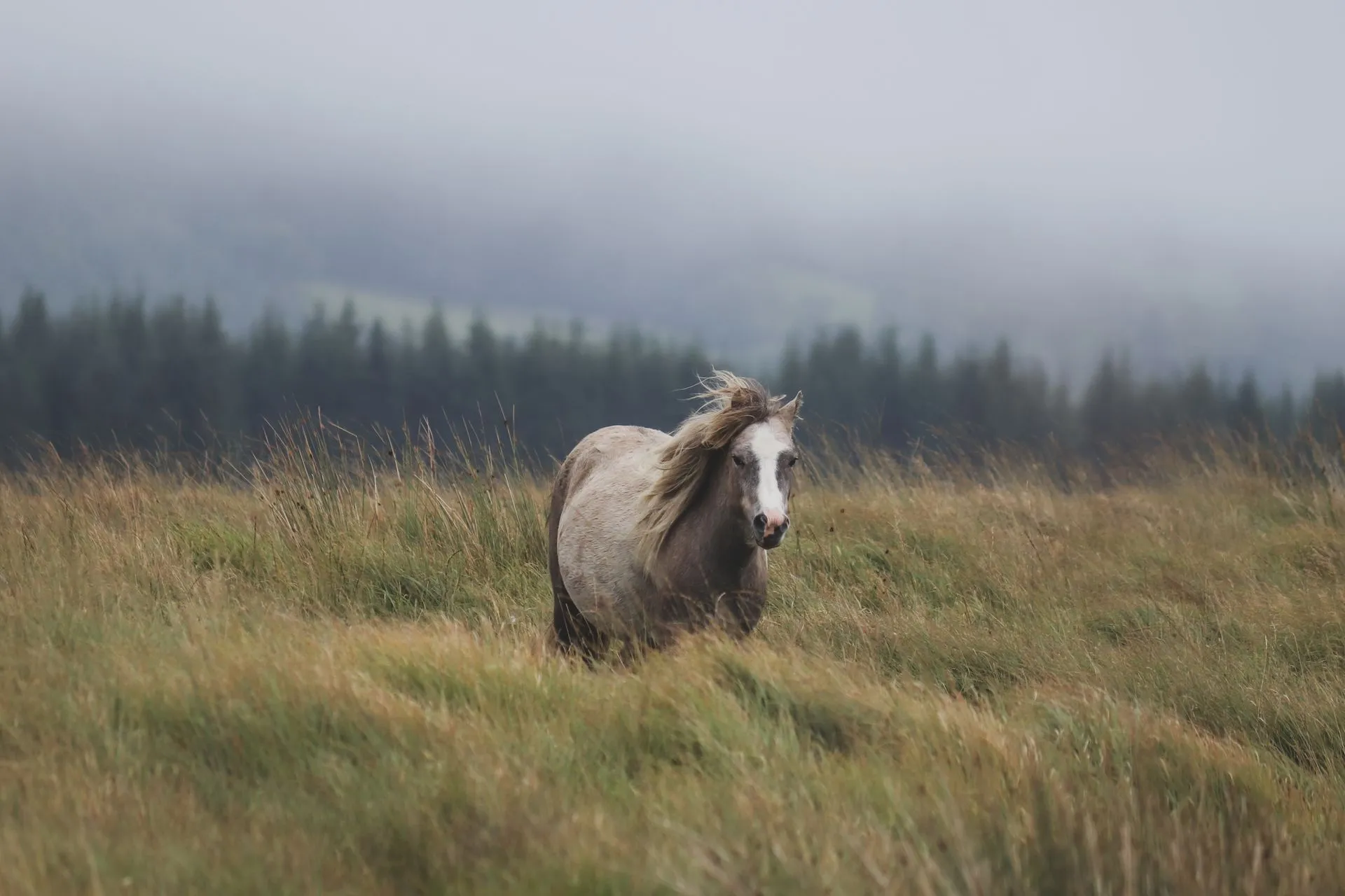 A grey horse in a quiet, misty meadow