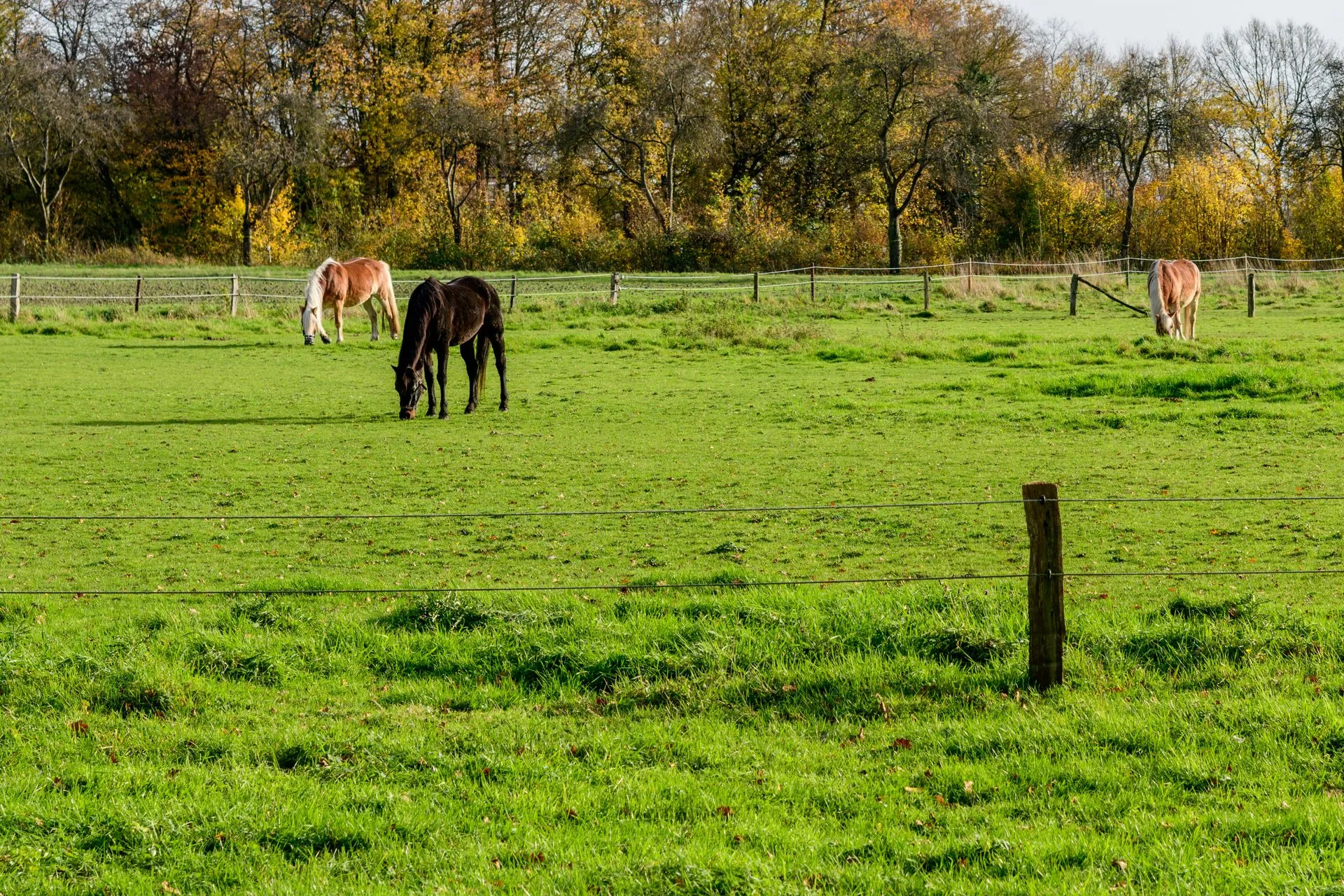 Horses grazing in a fenced autumn pasture