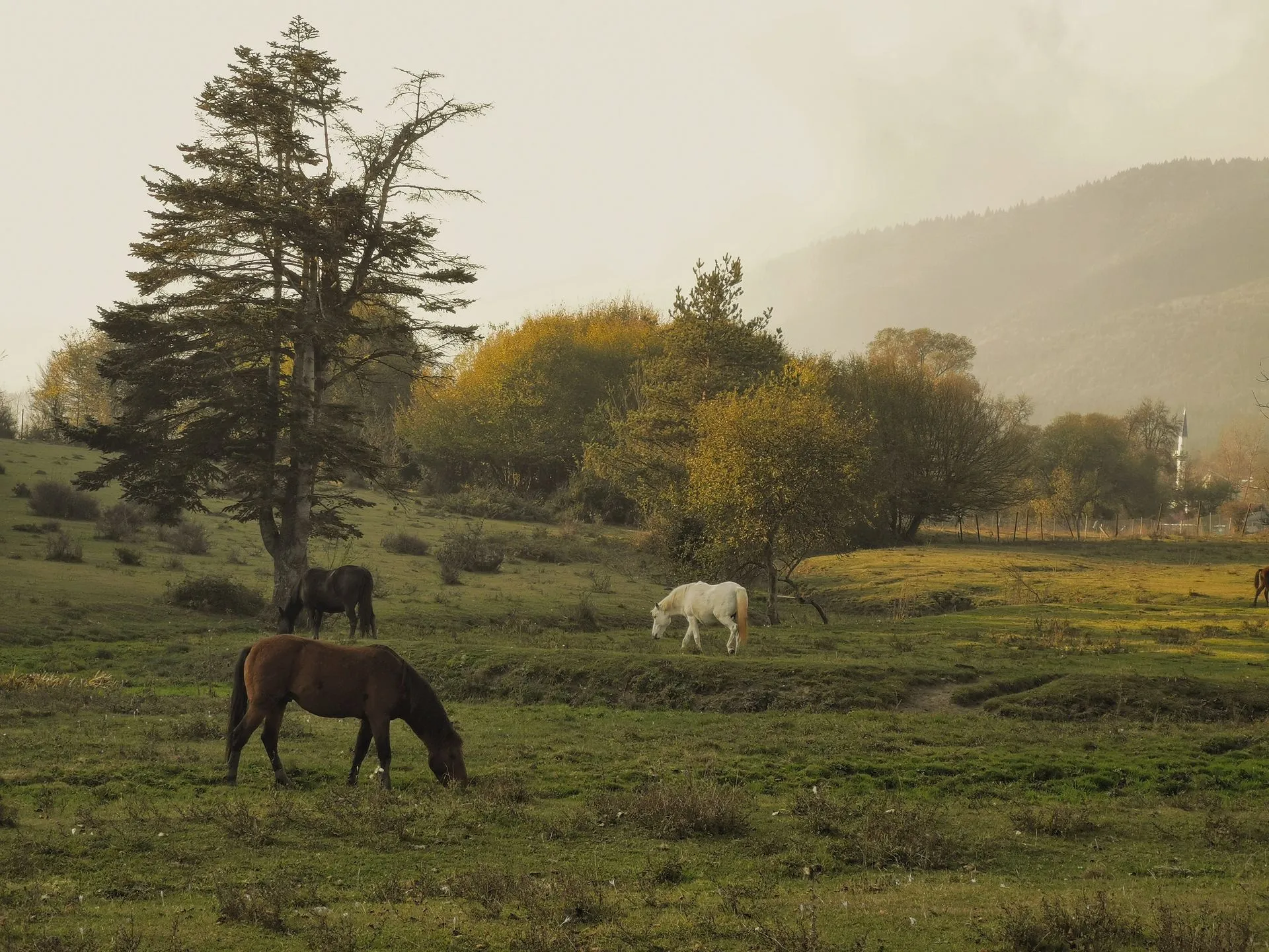 Horses grazing in rolling countryside