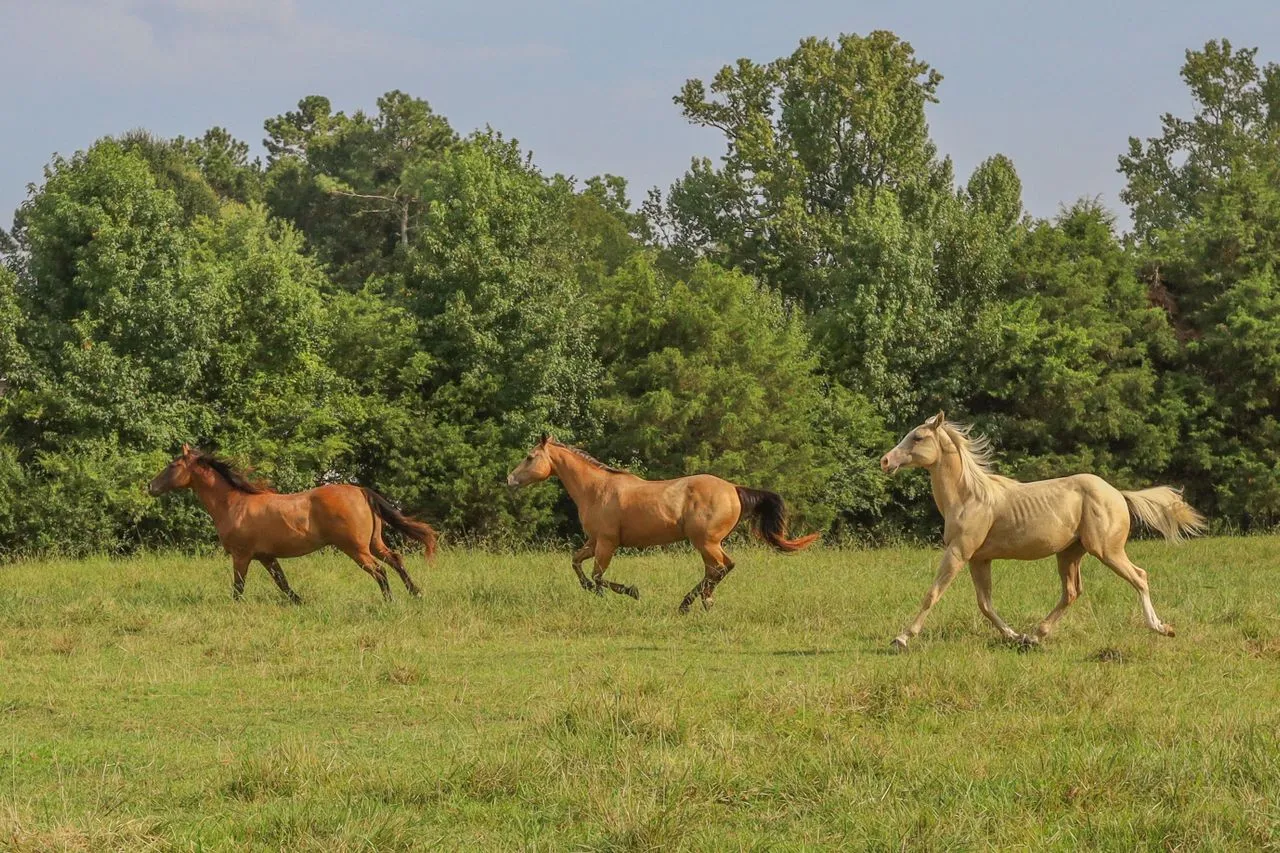 Horses cantering across a green field