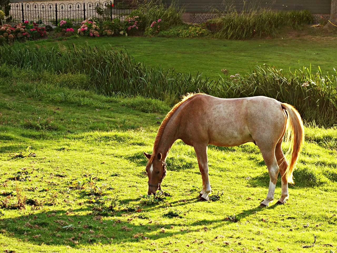 Palomino horse grazing in a green field