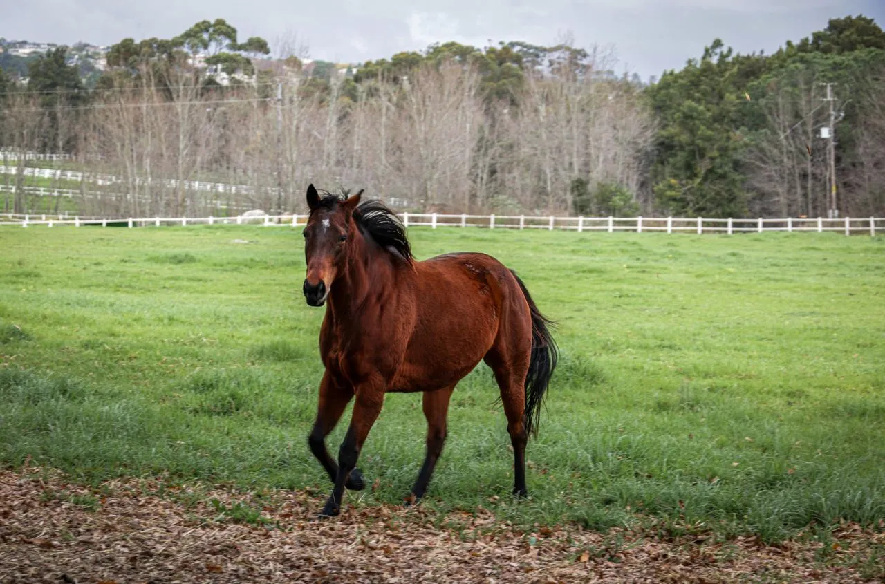 Bay horse trotting across a paddock