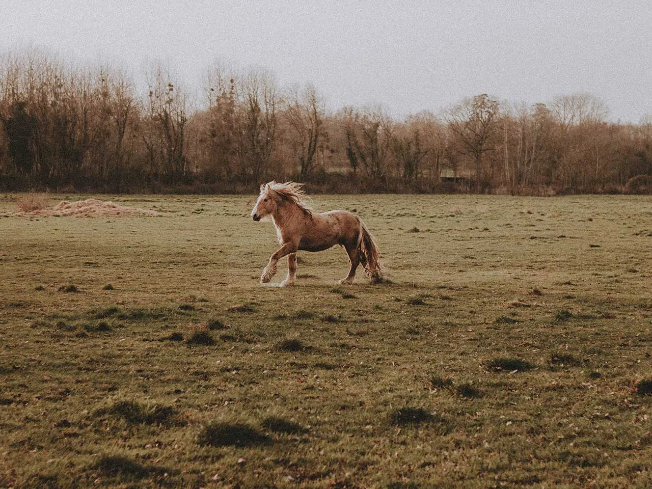 Horse trotting in an open field