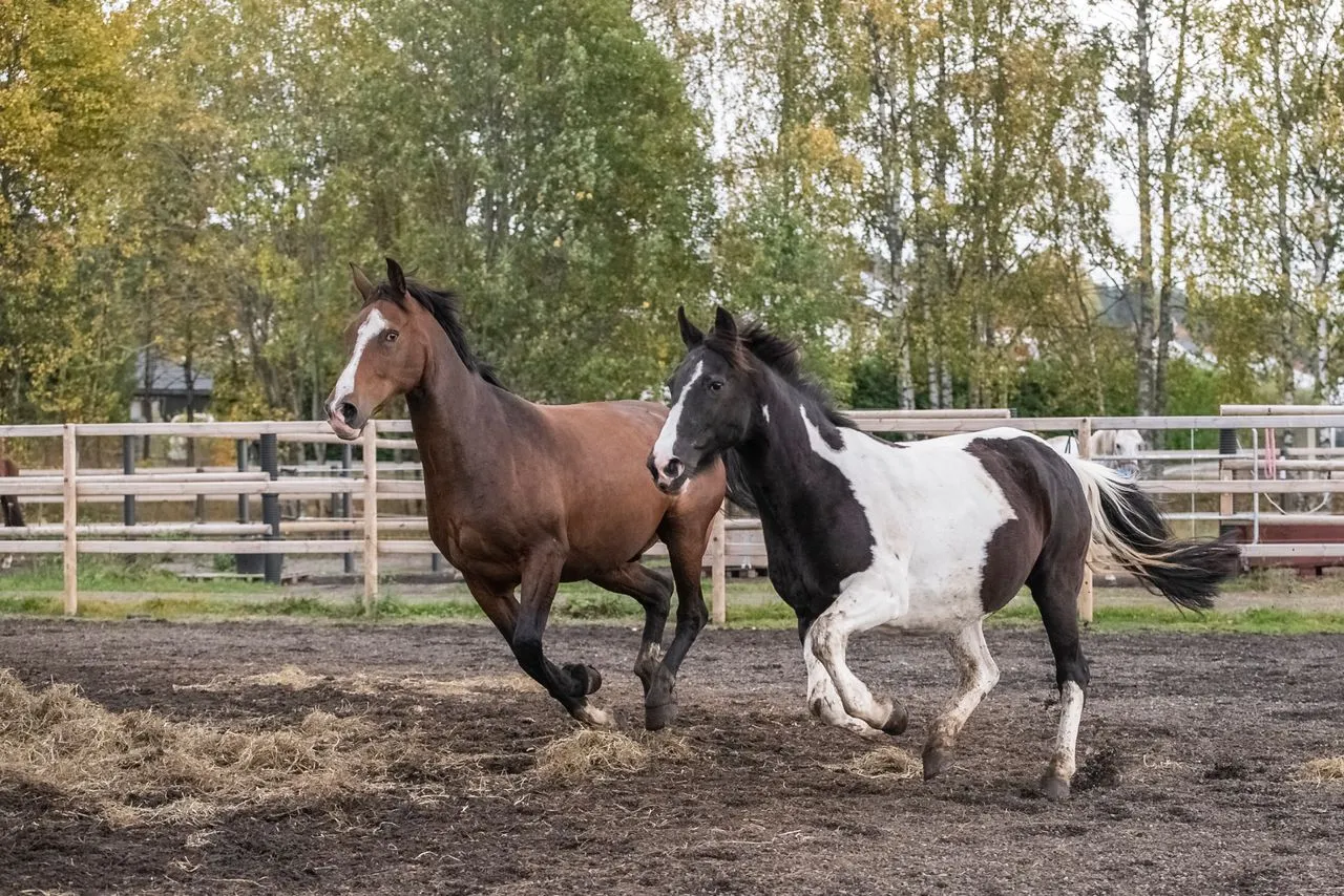 Two horses running in a paddock