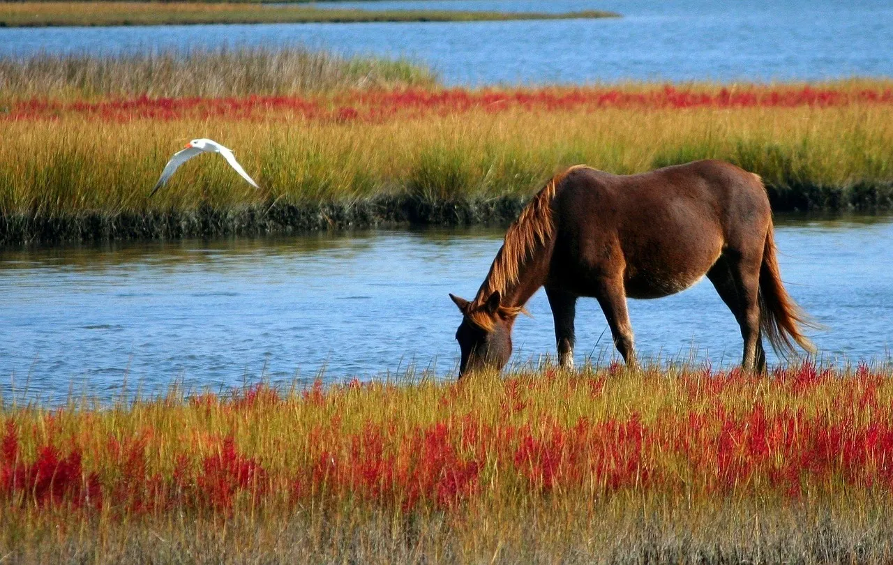 Bay horse grazing near the water