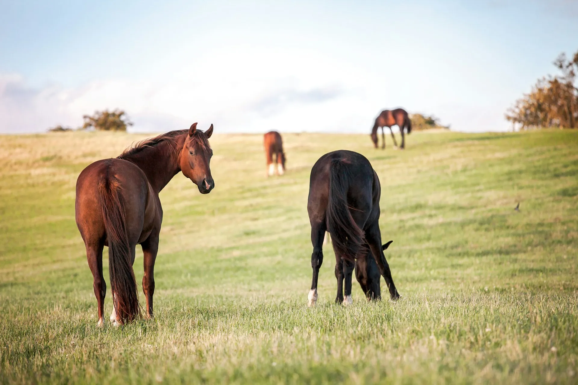 Horses grazing in a meadow