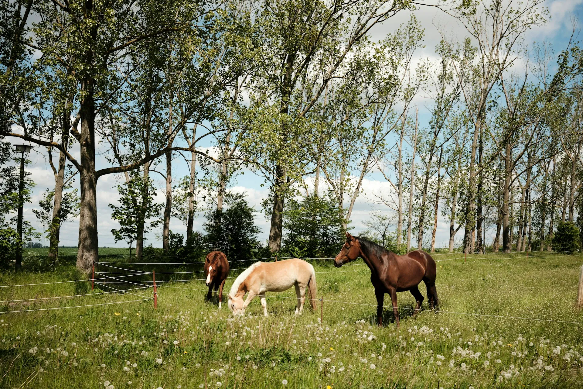 Two horses grazing in a tree-lined pasture