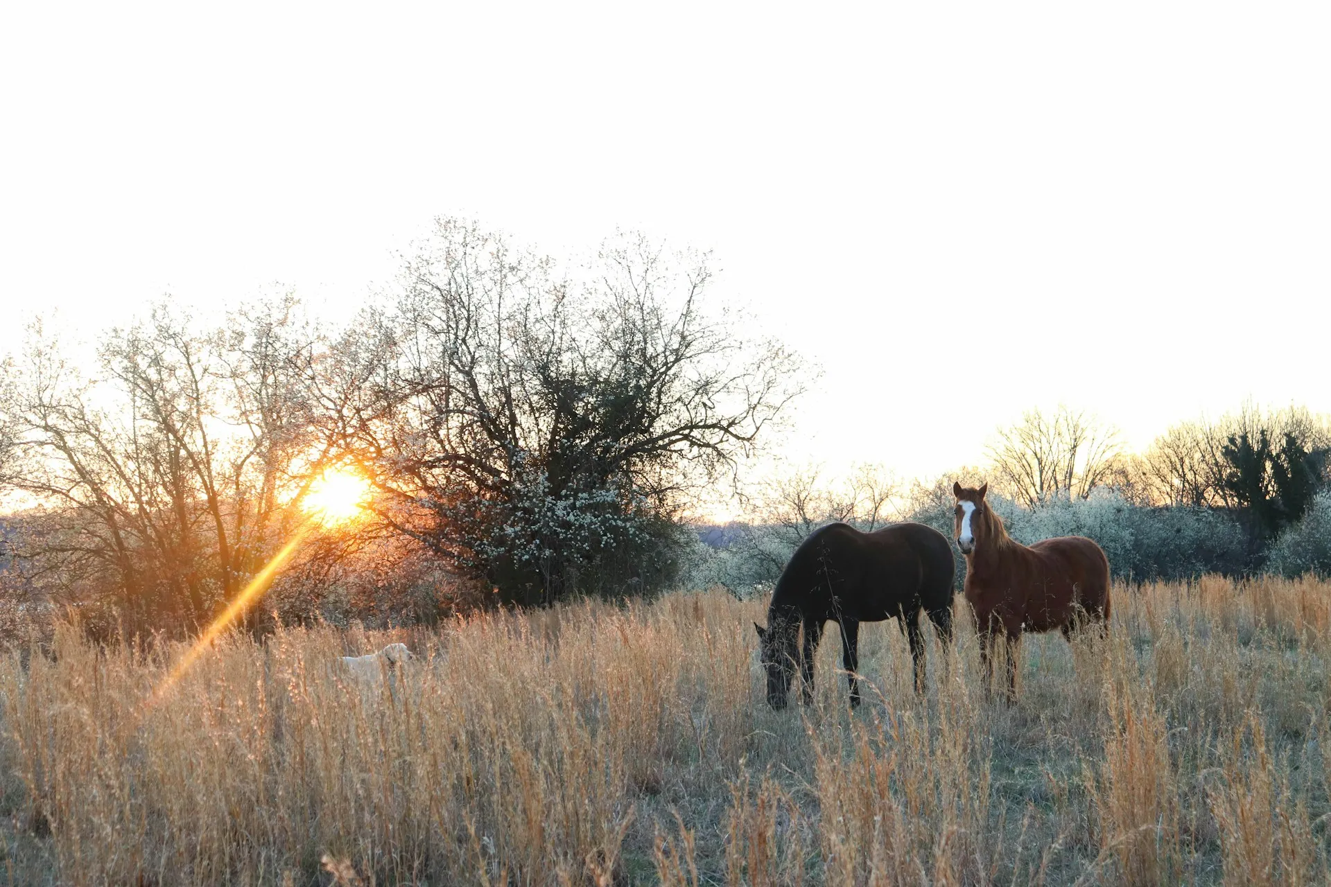 Horses grazing at golden hour